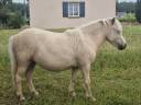 Veulen (vr) Shetland Te koop 2024 Palomino