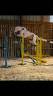 Ruin Andere pony rassen Te koop 2021 Bont