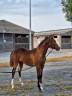 Ruin Franse rijpony PFS Te koop 2021 Donker bruin / bai
