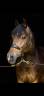 Merrie Franse rijpony PFS Te koop 2015 Bruin / Bai