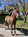 Ruin Franse rijpony PFS Te koop 2021 Koffie vos