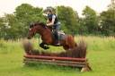 Ruin Franse rijpony PFS Te koop 2015 Donker bruin / bai