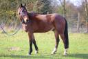 Ruin Franse draver  Te koop 2020 Donker bruin / bai