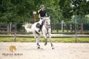 Ruin Oldenburger Te koop 2015 Schimmel