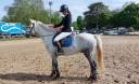 Ruin Franse rijpony PFS Te koop 2022 Schimmel ,  DEXTER LEAM PONDI