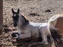 Veulen (ml) Welsh Partbred Te koop 2026 Overige kleuren ,  Hermes de la Meloise