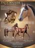 Ruin Franse rijpony PFS Te koop 2025 Isabel