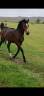Hengst Franse rijpony PFS Te koop 2025 Bruin / Bai