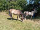Ruin Franse rijpony PFS Te koop 2024 Donker bruin / bai