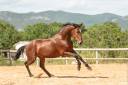 Ruin Lusitano Te koop 2020 Donker bruin / bai ,  ARAGAO