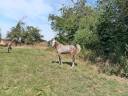 Veulen (vr) Franse rijpony PFS Te koop 2025 Schimmel