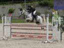 Ruin Bekend ras Te koop 2013 Schimmel ,  GLOP BV