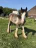 Veulen (ml) Tinker Te koop 2025 Bont