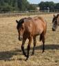Veulen (vr) Welsh Partbred Te koop 2025 Donker bruin / bai ,  USANDRO TILIA DERLENN (WPB)