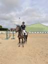 Ruin Franse rijpony PFS Te koop 2021 Bruin / Bai