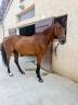 Merrie Anglo-Arabier Te koop 2019 Bruin / Bai