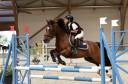 Ruin Bekend ras Te koop 2012 Donker bruin / bai