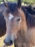 Veulen (ml) Welsh Pony (Section C) Te koop 2025 Donker bruin / bai ,  Orion Baker
