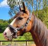 Merrie Lusitano Te koop 2017 Donker bruin / bai ,  SPARTACUS