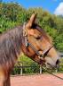 Merrie Lusitano Te koop 2018 Donker bruin / bai ,  SPARTACUS CSM