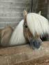 Dekhengst Shetland Te koop 2016 Wildkleur
