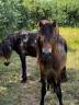 Hengst Dartmoor Te koop 2024 Donker bruin / bai ,  Champagne blues
