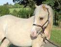 Veulen (ml) Welsh Pony (Section B) Te koop 2025 Palomino
