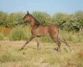 Veulen (vr) Lusitano Te koop 2026 Zwart ,  Onyx des Ocres