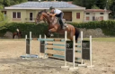 Merrie AES Anglo European Studbook Te koop 2015 Donker bruin / bai ,  Sea Coast Don't Touch Tiji Hero