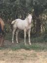 Veulen (vr) Quarter Horse Te koop 2026 Cr&egrave;me ,  Dokky munk award