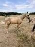 Veulen (vr) Welsh Partbred Te koop 2025 Palomino