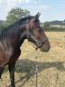 Hengst Franse rijpony PFS Te koop 2024 Bruin / Bai