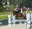Ruin KWPN Nederlands sportpaard Te koop 2018 Bruin / Bai ,  Grand slam vdl