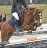 Ruin Franse rijpony PFS Te leen 2008 Vos