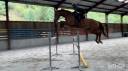 Ruin Belgisch sportpaard Te koop 2019 Vos ,  Joker ask