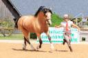 Merrie Welsh Pony (Section D), Welsh Cob  Te koop 2024 Koffie vos ,  Easy Rider de Ma&iuml;ka