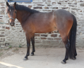 Ruin Franse rijpony PFS Te koop 2023 Bruin / Bai ,  O Ma Dou&eacute; Kersidal