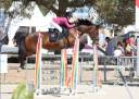 Merrie Welsh Pony (Section D), Welsh Cob  Te leen 2015 Donker bruin / bai