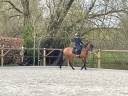 Merrie Spaans Normand Te koop 2016 Isabel ,  Ganador MR
