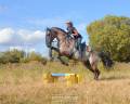 Dekhengst Lusitano Te koop 2018 Muisgrijs ,  OUREM SAG
