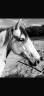 Ruin Lusitano Te koop 2019 Schimmel