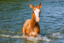 Veulen (ml) Quarter Horse Te koop 2026 Vos