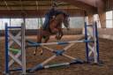 Ruin Franse rijpony PFS Te koop 2022 Donker bruin / bai ,  Eye Catcher de Lourq