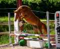 Merrie Andere pony rassen Te koop 2022 Vos