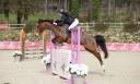 Merrie Franse rijpony PFS Te koop 2015 Donker bruin / bai ,  INTERMEDE A BORD