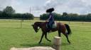 Ruin Franse draver  Te koop 2019 Donker bruin / bai