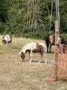 Veulen (ml) Shetland Te koop 2026 Bont