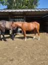 Veulen (vr) Franse rijpony PFS Te koop 2024 Vos ,  Sagami san joyeux