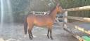 Merrie New Forest Te koop 2024 Donker bruin / bai ,  L'ancelot du m&eacute;nage