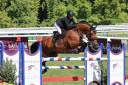 Merrie Selle Fran&ccedil;ais Te koop 2019 Donker bruin / bai ,  DIAMANT DE SEMILLY